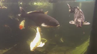 A look into the Koi Pond