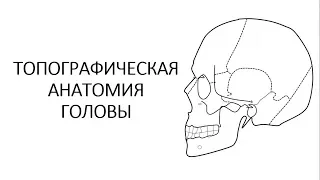 Topographic anatomy of the head. Part 2.