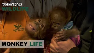 S8E19 | Baby Orang-Utan Rieke Hits It Off With New Playmate Bulu | Monkey Life | Beyond Wildlife