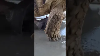 Tortoise penis