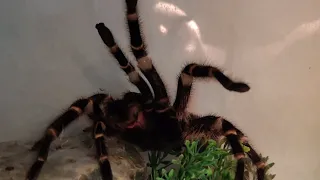 Vogelspinne verteidigt sich, Tarantula fights back