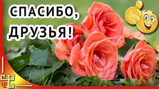 Моим друзьям. Спасибо что вы есть! Пожелания для друзей. Музыкальная открытка