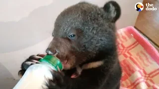 Family Has Been Rescuing Orphaned Bear Cubs For Over 30 Years | The Dodo