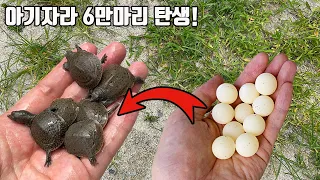 멸종위기의 토종자라 6만마리가 태어났습니다 산란부터 부화 그리고 성체까지 너무너무 신기하네요