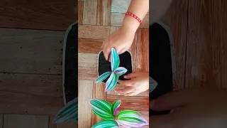 How To Propagate Inch Plant ( Wandering Jew) from cutting and 2 Months Update.  #propagation