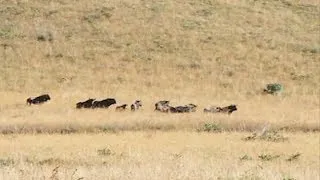 Blue Wildebeest hunt