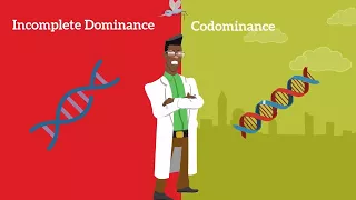 Genetics Basics: Difference between Codominance and Incomplete Dominance