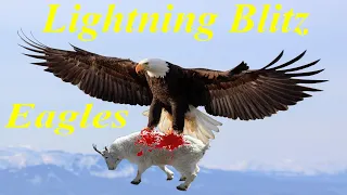 The Best Of Eagle Attacks-Lightning Blitz!Most Amazing Moments Of Wild Animal Fights! Wild Discovery