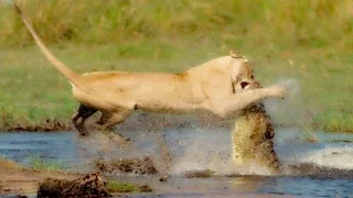 Crocodile Attacks a Male Lion - Latest Wildlife Sightings #2