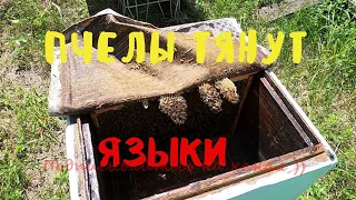 Пчелы тянут языки...