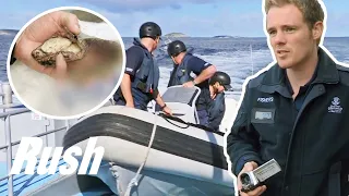 Fisheries Officers Catch Illegal Abalone Divers In South Australia | Abalone Wars