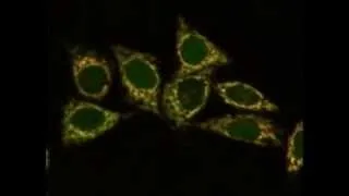 The Fascinating World of Cell Apoptosis