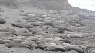 Overview of the rookery - size of a harem | Elephant Seal Vista Point (Filmed in February 2021)