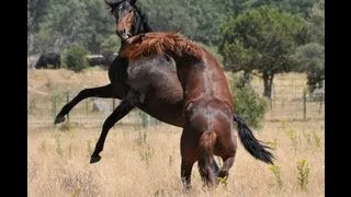 EL JEFE DE LA MANADA - LUSITANOS EN LIBERTAD