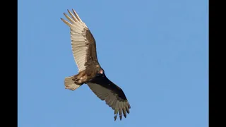 Turkey Vulture