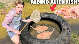 Albino ALIEN FISH Found LIVING in the WILD!