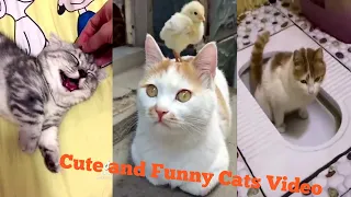 OMG So Cute Cats ♥ Best Funny Cat Videos 2021 #2