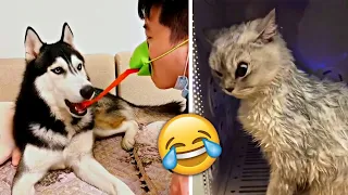 Funniest Animals 2023 🤣 - Funny Cats and Dogs 😹🐶  -Funny Animal Videos 😂#54