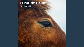 O Murit Calut