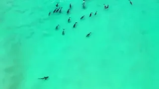 Shark vs Dolphins ~ drone view 🦈🐬