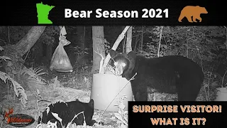 Minnesota Bear Hunting - Bait Station Camera