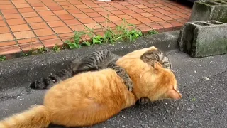 [野良猫]大乱闘！キジトラ猫と茶トラ猫が道路脇で転がりながらの大喧嘩！[straycat]Great scuffle! A big quarrel while the cat is rolling!