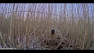 Tarabuso - Eurasian bittern (Lettonia)