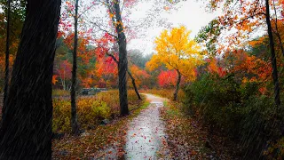 Rainy Autumn Forest Walk 🌧️🍂 - New England (4K) | Binaural Audio (Rain Sounds for Sleep & Study)