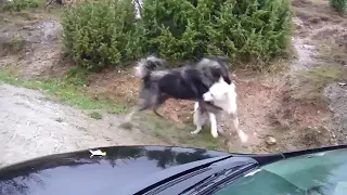 волк и собака бой