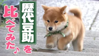 あの豆助も、この豆助も、みんな違ってみんなイイね♪【豆助通信】＜豆柴＞Japanese dog mameshiba