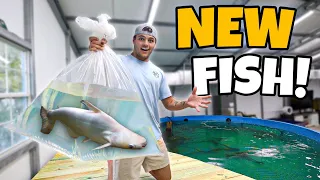 RESCUING a MONSTER FISH for My indoor POND!!