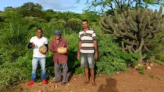 A CHEGADA DE SEU PEDRO JACÓ PARA COLHER SUA ABÓBORA NO SERTÃO MAMOEIRO.