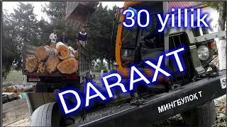 30 yillik daraxt