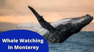 Best Whale Watching in Monterey Bay, California