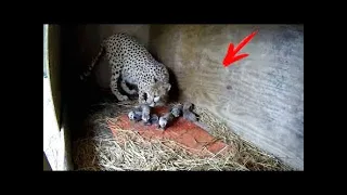 Puppy was thrown into a CHEETAH’S enclosure, and that's what happened next...