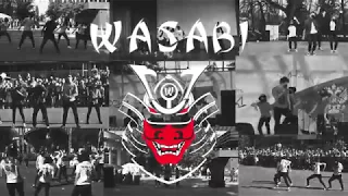 Wasabi - 1 year team