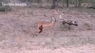 Komodo Dragon, Wild Dogs vs Impala Epicttle Impala Fights Back as Guts Fall Out221 | Terrible brasts