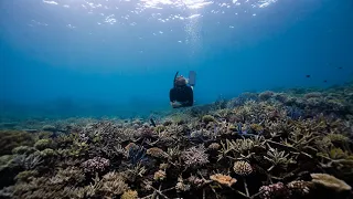 CORAL SPAWNING - Great Barrier Reef // Night Diving, Freediving outer reef + camera chats!