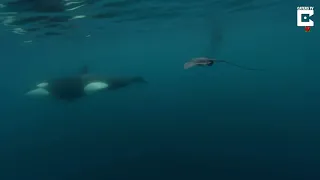 ORCAS Caught Slapping Stingray With There Tail