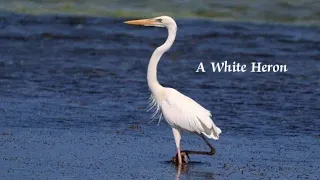 Summary of A White Heron by Sarah Orne Jewett