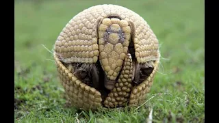 Интересные факты о броненосце(Interesting facts about the armadillo).