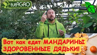 ВОТ КАК Я ЕМ МАНДАРИНЫ. ГОДНОЕ ПОЕДАНИЕ ЦИТРУСОВЫХ ФРУКТОВ. Ешьте как я и будете здоровы!