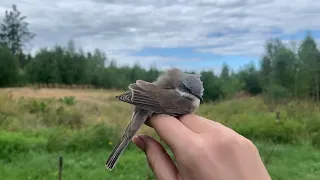 Кольцевание птиц с Зоомузеем МГУ