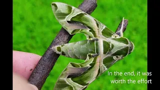 Life cycle of Oleander hawk moth