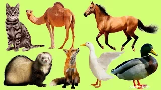 Животные для детей часть 2 |Учим домашних животных|Учим названия и звуки животных