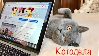 Деловой британский кот Гарри/ British cat Harry / 猫の事