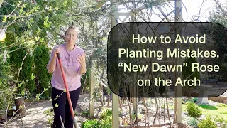 How to Avoid Planting Mistakes. New Dawn Rose and the Arch.