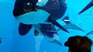 Kalia's Baby Has a Name! | SeaWorld San Diego