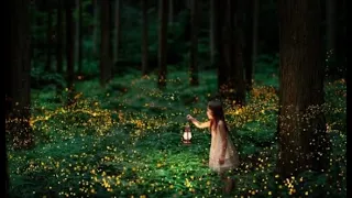 Texas Fireflies: A summer time light show