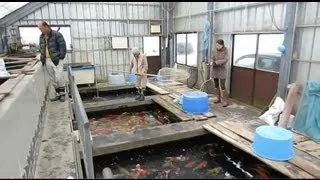 Niigata Japan Koi Fish Farm Tour - Breeder: Isa Maruyo Koi Farm